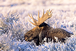 Frosty Moose