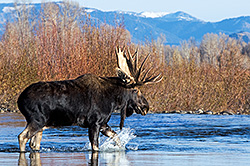 Moose Crossing