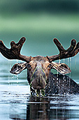 Bull moose surfacing while feeding on vegetation in a pond
