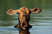 Cow moose surfacing while feeding in a pond