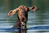 Cow moose surfacing while feeding in a pond