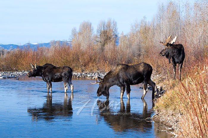 Two bull moose & a cow on the banks of the Gros Ventre River