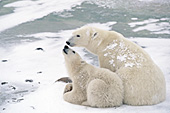 Polar bear mother and cub