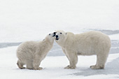Polar bear cub nuzzling its mother