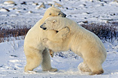 Sparring polar bears "hugging" one another