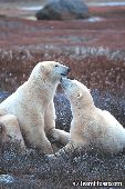 Polar bear pair