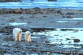Polar bear sow and cub near Hudson Bay shore