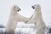 Sparring polar bears
