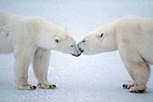 Polar bears greeting each another