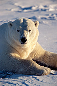 Large male polar bear resting in snow