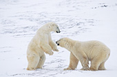Sparring polar bears