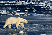 Polar bear walking on thin, slushy ice