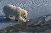 Polar bear cub testing  the ice