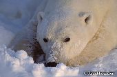 Polar bear resting on a pile of snow