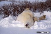 Polar bear rolling in the snow with its tongue out