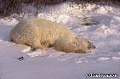Polar bear sleeping in the snow
