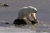 Polar bear cub standing on rocks in a frozen pond