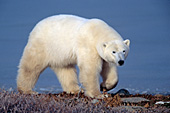 Polar bear walking on the autumn tundra