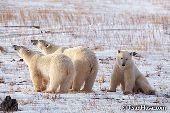 Polar bear mother and twin two year-old cubs