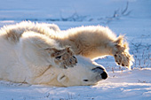 Polar bear rolling and stretching after a nap