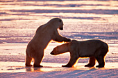 Pair of bears sparring on the ice at sunset