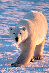 On the Ice