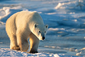 Young bear walking on the ice