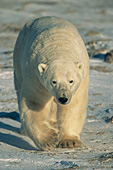 Large male bear walking on the tundra