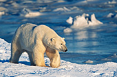 Polar bear walking on the shore of Hudson Bay