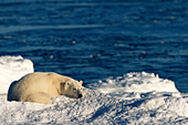 Bear sleeping on shore with open water behind
