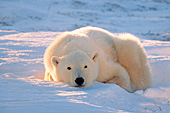 Young bear resting in the snow