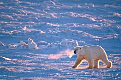 Morning Stroll