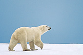 Polar bear walking on a ridge with Hudson Bay behind