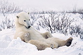 Young bear reclining lazily in the snow