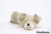 Young bear rolling on her back in the falling snow