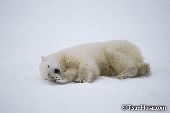 Young bear sleeping in the falling snow
