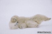 Young bear rolling on her back during a blizzard