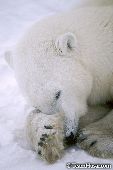 Bear resting its head on its paw during a blizzard
