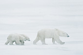 Mother & cubs walking on the ice in a blizzard