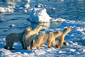 Polar bear mom & triplet yearling cubs on the ice