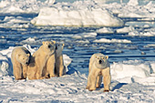 Mother & two year-old triplet cubs on the ice