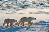 Back-lit mother and cub walking on the ice