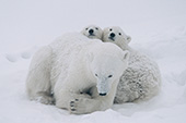 Polar bear mom and twin cubs in a blizzard