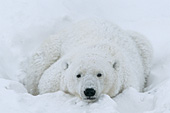 2 year-old cub covered in snow during a blizzard