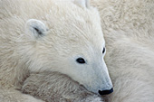 Bear cub resting its head on its sibling