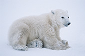 Polar bear cub playing in the snow