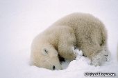 Polar bear cub digging in the snow