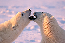 Arctic Greeting