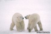 Two bears sparring in a blizzard