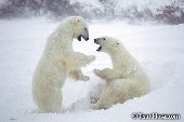 Two bears sparring in a blizzard